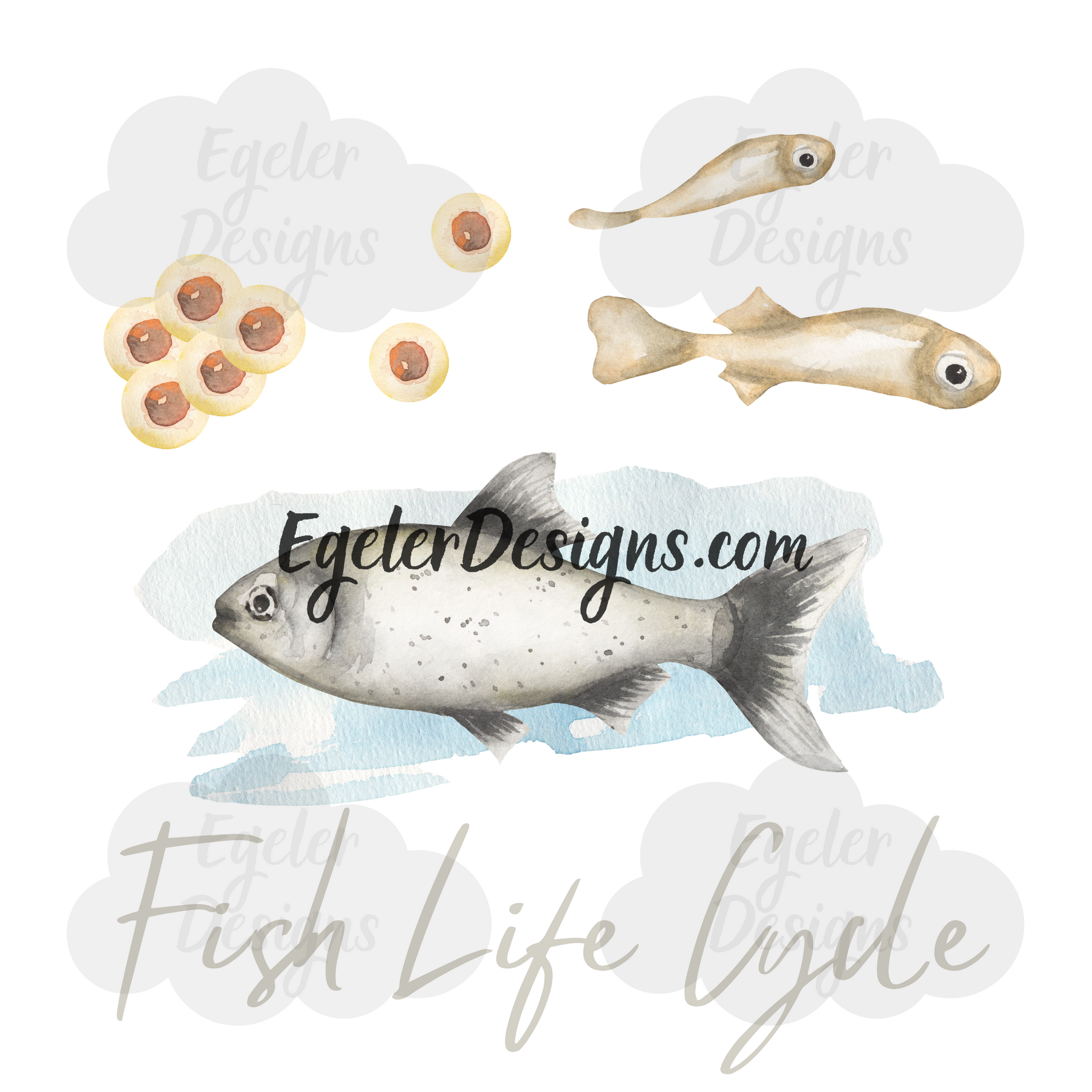 Fish Life PNG